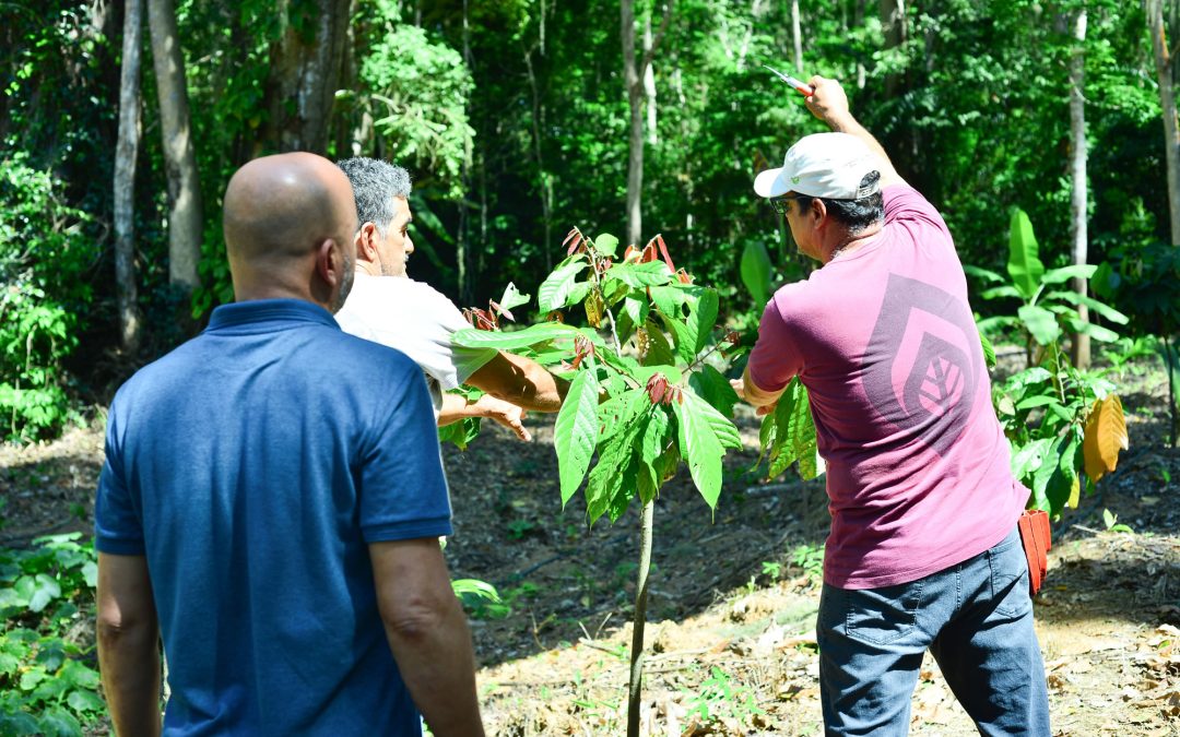 Imaflora promove ações de capacitação com cacauicultores da região de Linhares (ES)