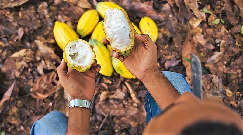 Inscrições abertas até o dia 30 de novembro para o Projeto Cacau 2030